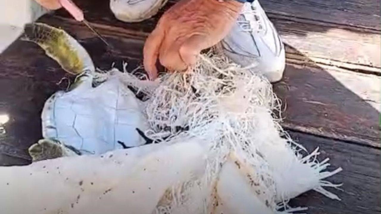 Marmaris'te denizden kurtarılan yavru kaplumbağa çöp tehlikesini gündeme taşıdı!