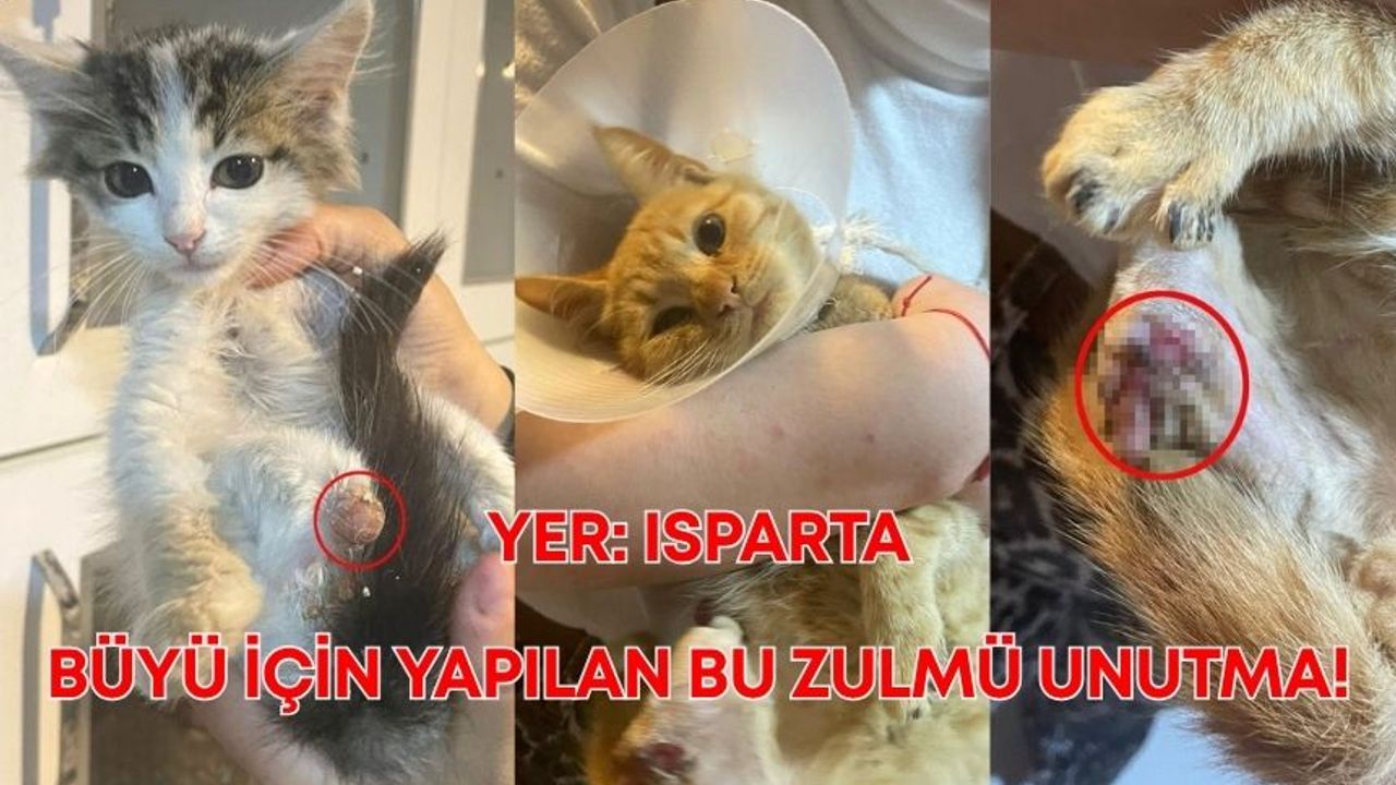 Isparta'da dehşet veren iddia: Büyü için hayvanların uzuvları kesiliyor!