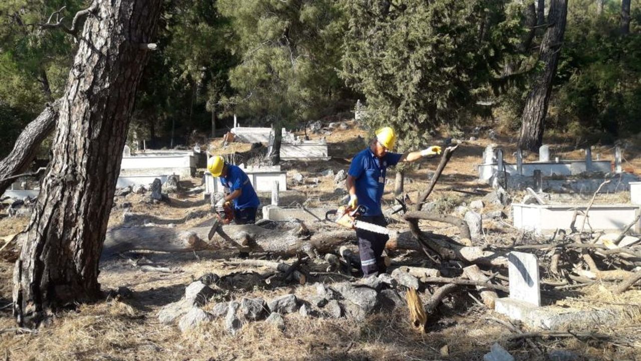 Muğla’da mezarlıkta kesilen ağaçlar ihtiyacı sahibi aileler odun oluyor