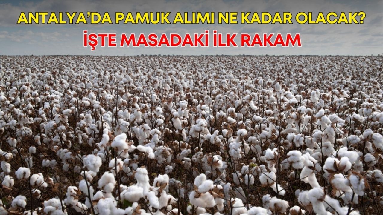 Antalya’da pamuk alımı ne kadar olacak? İşte masadaki ilk rakam