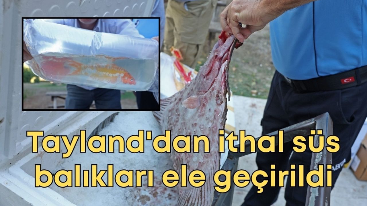 Antalya'da otogarında operasyon! Tayland'dan ithal süs balıkları ele geçirildi