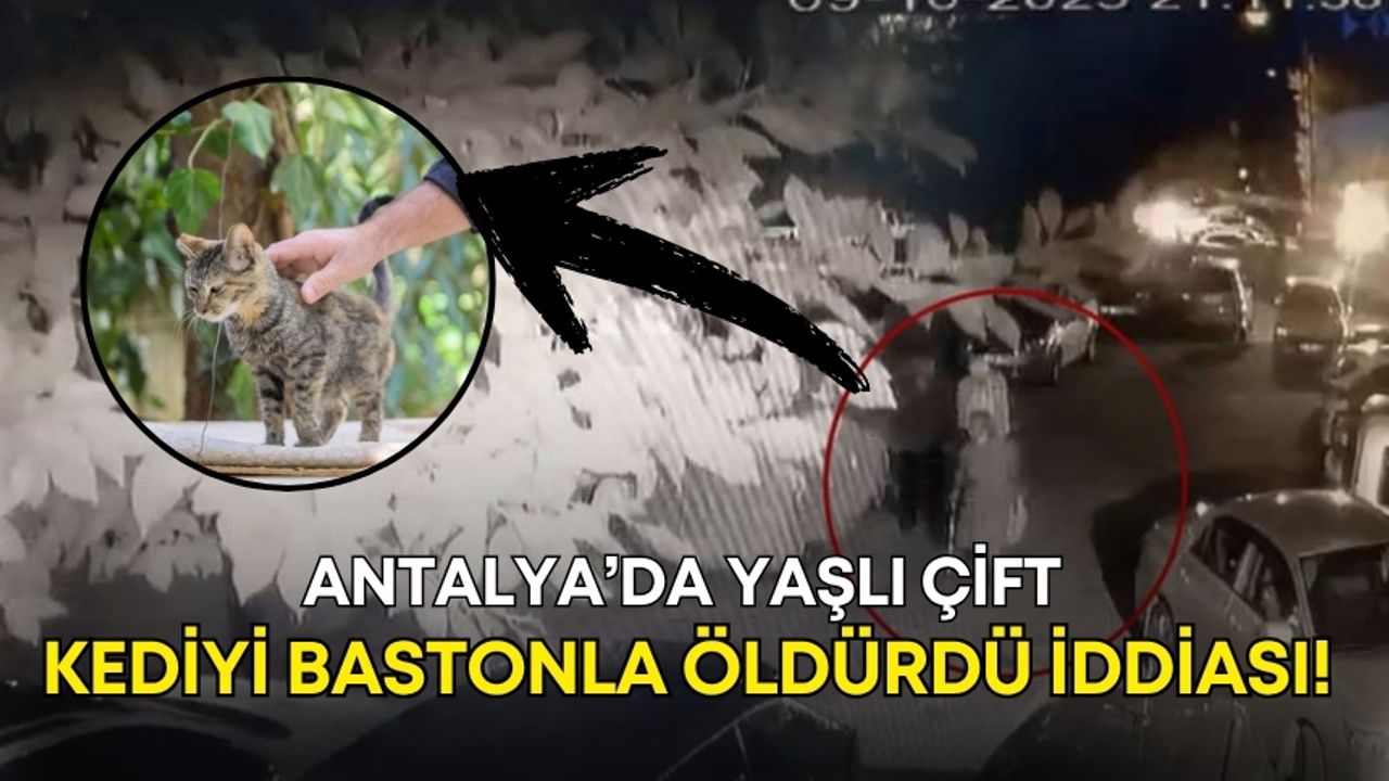 Antalya’da yaşlı çift, kediyi bastonla öldürdü iddiası!