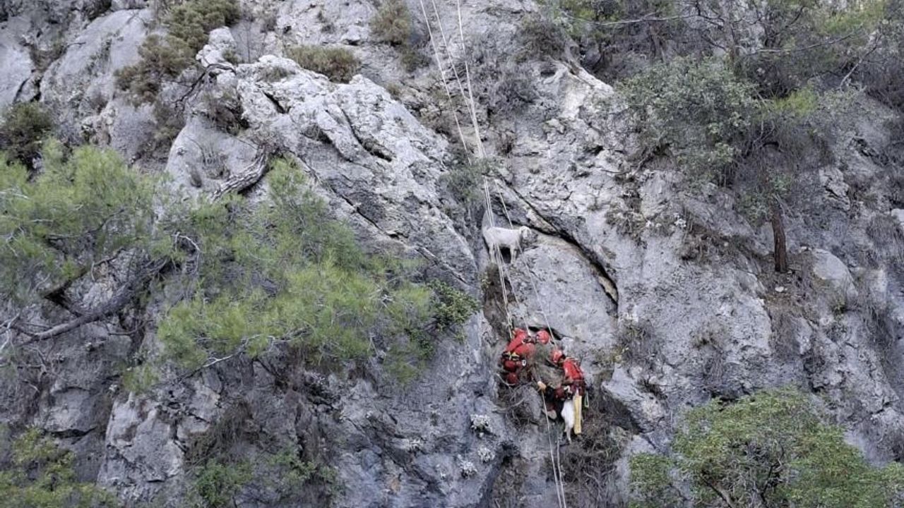 AKUT'tan Fethiye’de keçi operasyonu