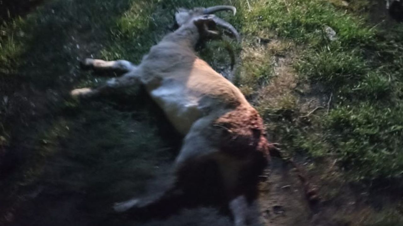 Konya'da yaban keçilerini avlayanlara 1.5 milyonu aşkın ceza