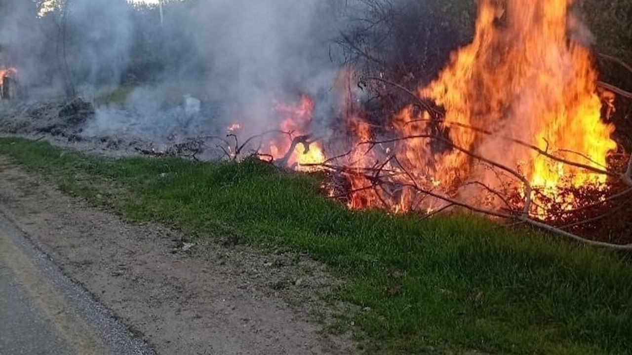 Milas'ta iki ayrı orman yangını korkuttu: Hızlı müdahale felaketi önledi