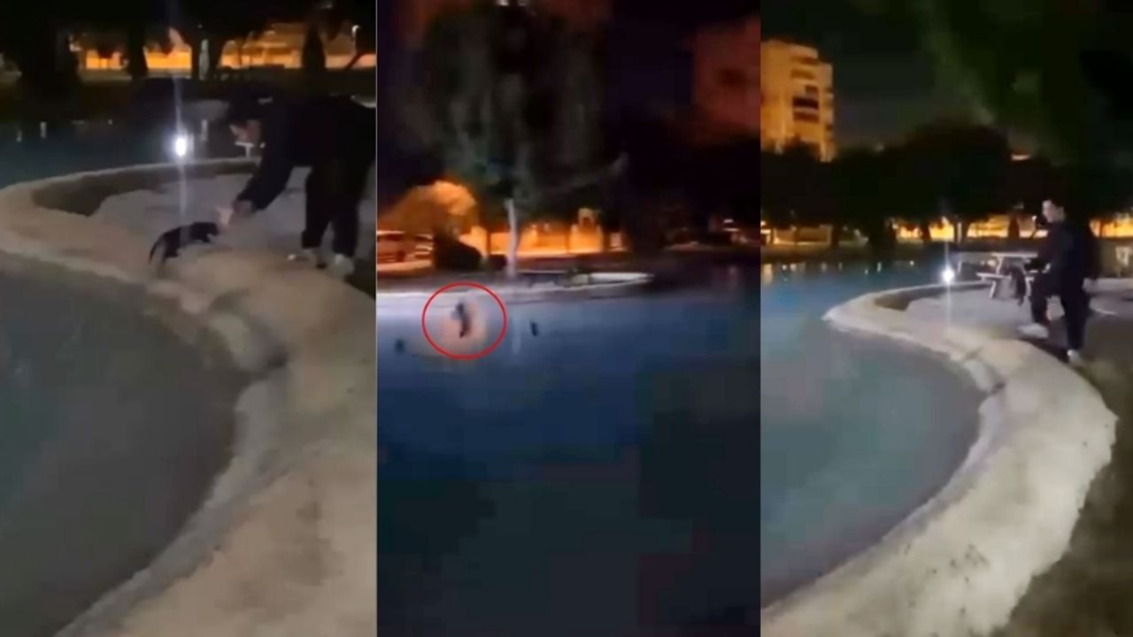 Antalya'da vicdansızlık! Kediyi defalarca havuza attı
