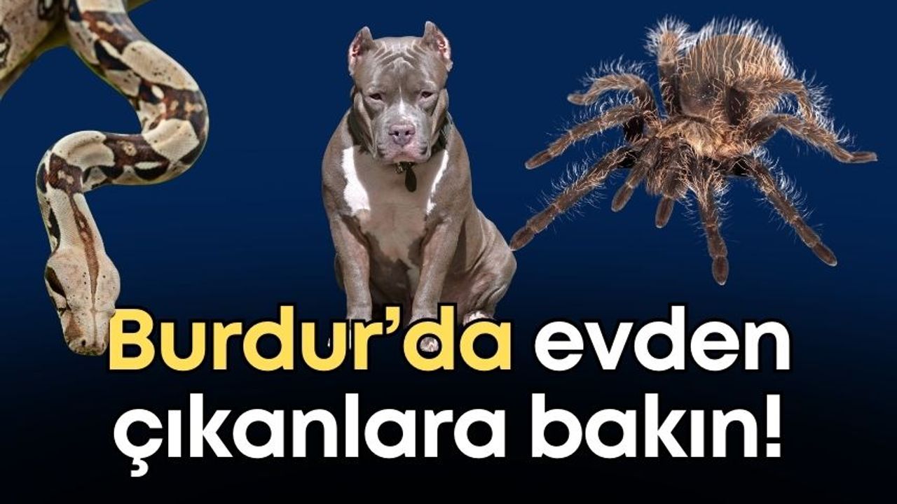 Burdur’da egzotik hayvan operasyonu: Evde yılan, tarantula ve pitbull bulundu