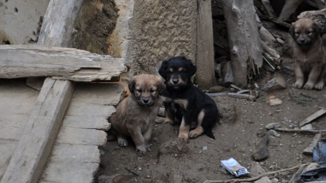 Hisarardı Köyü'nde köpek ölümleri tepki çekti