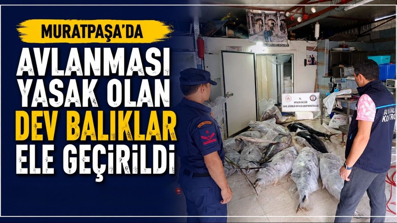 Muratpaşa'da Avlanması Yasak Dev Balıklar Ele Geçirildi