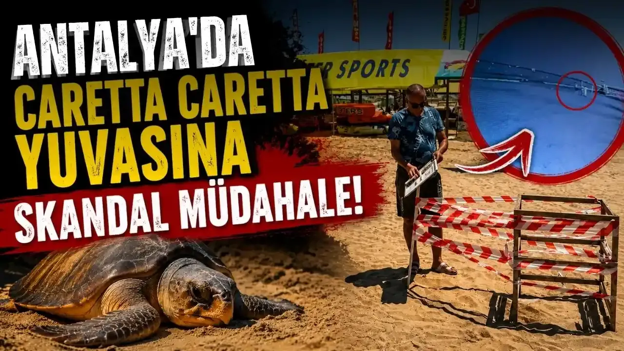 Antalya'da caretta caretta yuvasına skandal müdahale!