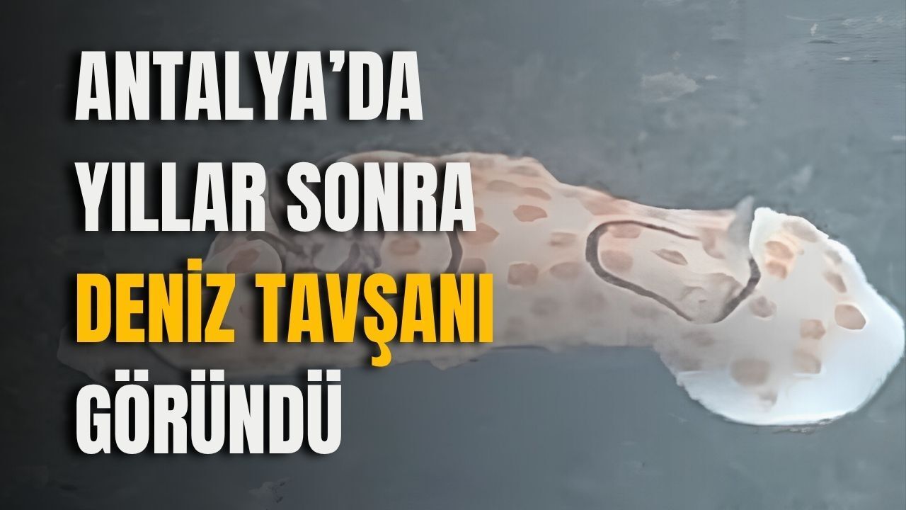 Antalya'da yıllar sonra deniz tavşanı göründü