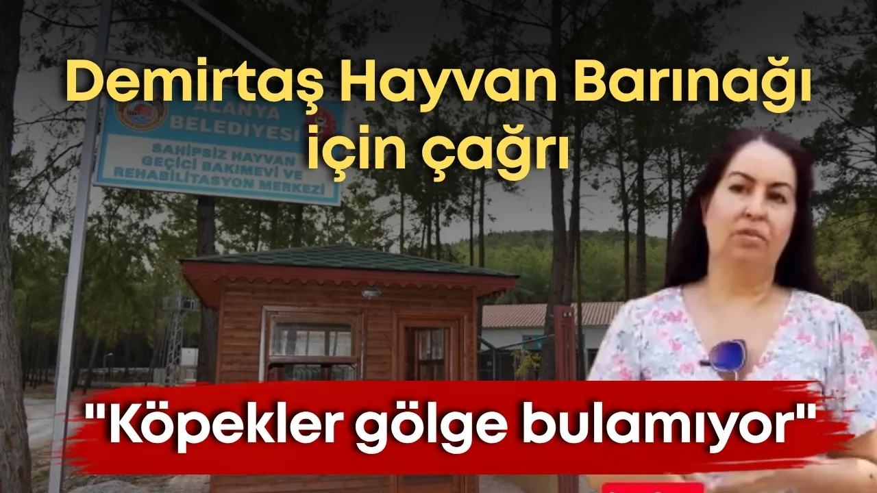Demirtaş Hayvan Barınağı için çağrı: "Köpekler gölge bulamıyor"