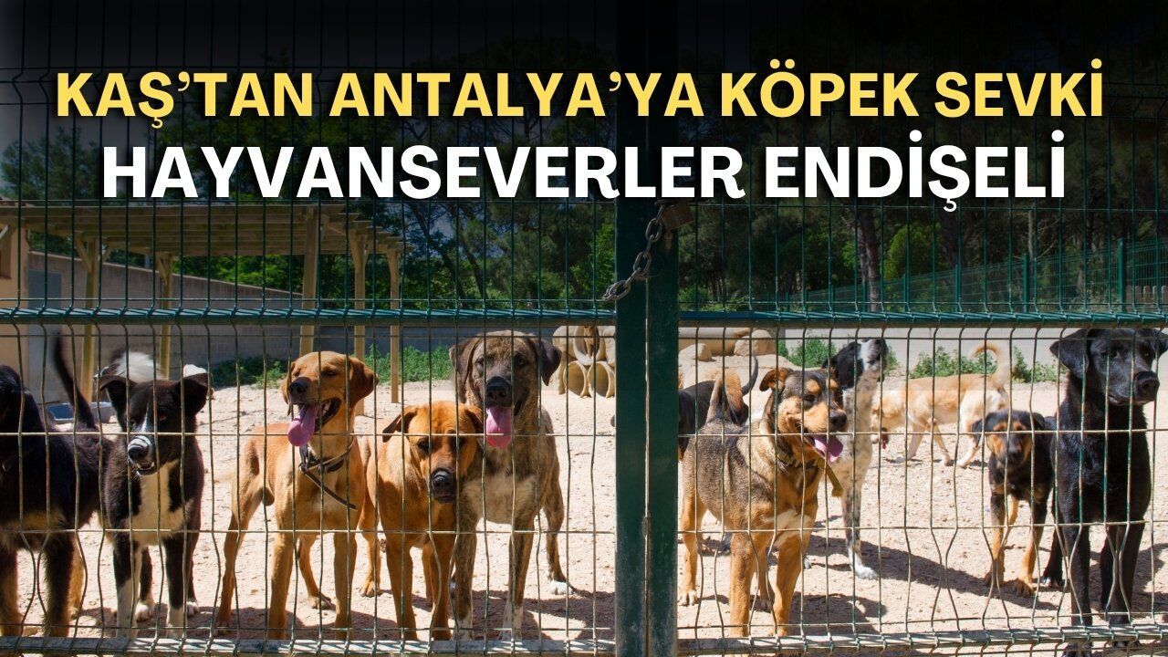 Kaş'tan Antalya'ya köpek sevki! Hayvanseverler endişeli