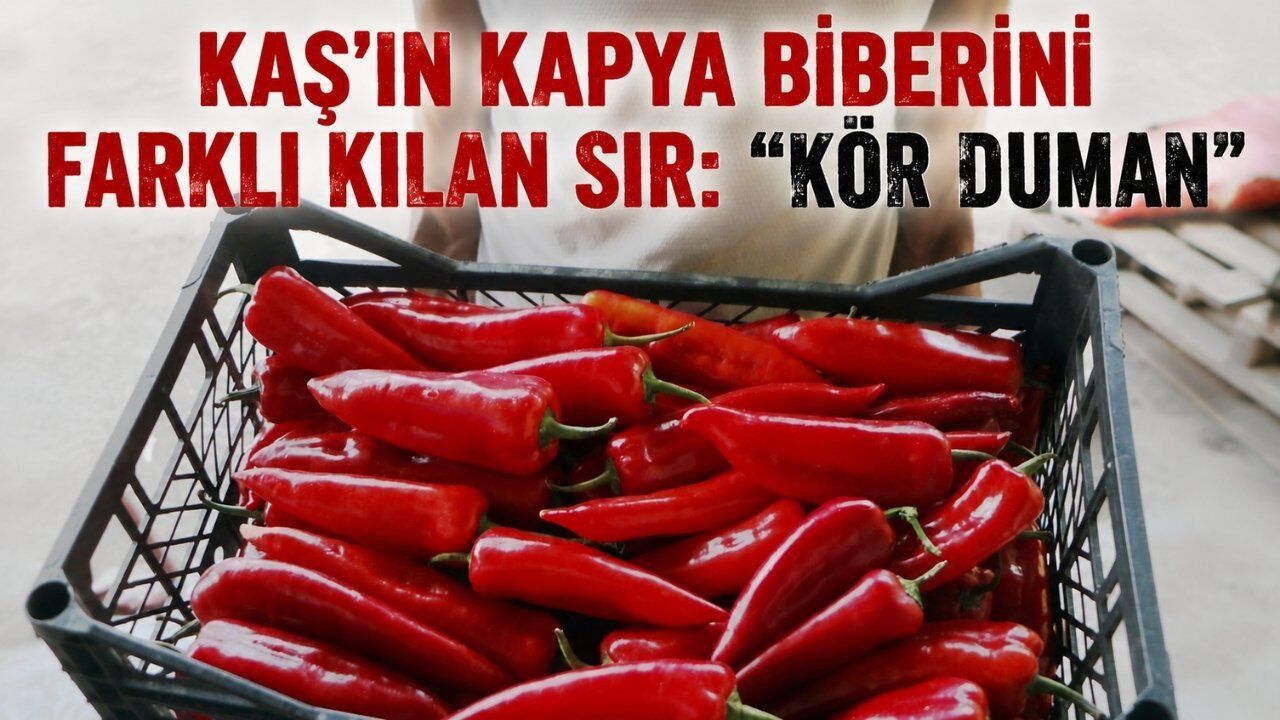 Kaş'ın kapya biberini farklı kılan sır: "Kör duman"