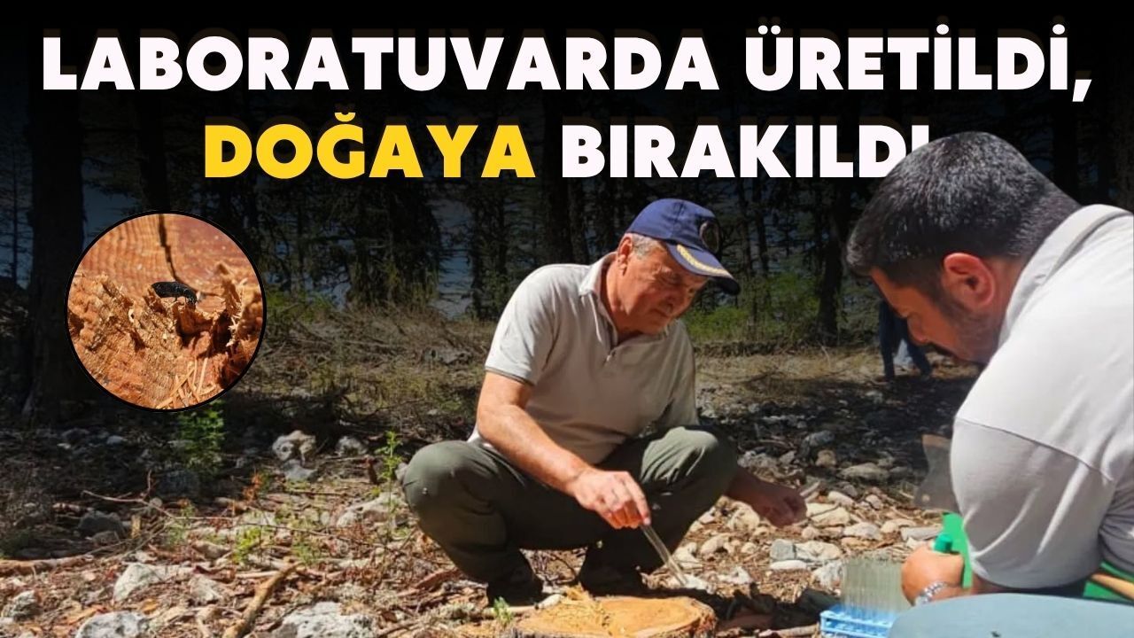 Antalya ormanlarında avcı böcek dönemi başladı!