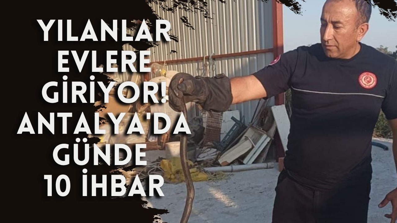 Yılanlar evlere giriyor! Antalya'da günde 10 ihbar