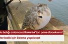 Bu balığı avlarsanız Bakanlık'tan para alacaksınız! Her balık için ödeme yapılacak