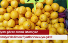 Antalya’da limon fiyatlarının suyu çıktı! Fiyatı gören kaçıyor