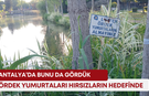 Antalya’da bunu da gördük! Ördek yumurtaları hırsızların hedefinde