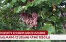 Antalya'ya bir coğrafi işaretli ürün daha: Kaş Margaz Üzümü artık tescilli
