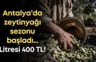 Antalya’da zeytinyağı sezonu başladı: Litresi 400 TL!