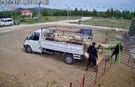 Burdur'da koç, sahibine tos attı