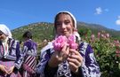 Burdur Gölü kıyısında mis gibi gül hasadı