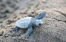 Çıralı’da caretta caretta sezonu sona erdi: 3 bin 458 yavru denizle buluştu