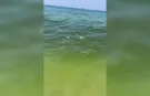 Alanya Damlataş Sahilinde denize dökülen pislik tepki çekti
