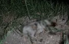 Manavgat'ta yavru köpek vahşeti!