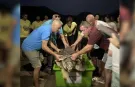 Misinaya takılan caretta caretta yeniden denizle buluştu!