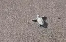Bodrum’da caretta caretta yavruları kumsaldan denize ulaştı