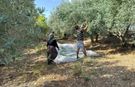 Antalya’da erkenci zeytin hasadı başladı! Kilosu 100 TL