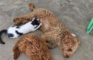 Antalya’da yürekleri ısıtan olay! Kedi Müezza’ya köpek annelik yapıyor