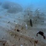 Antalya sahillerindeki mikroplastik kirliliği TBMM gündeminde!