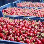 Batı Akdeniz ihracatına kiraz ve vişne damgası