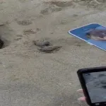 Antalya'da caretta caretta yavruları için kritik dönem başladı