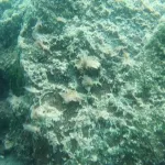 Antalya’da denizin dibindeki kayalar kahverengi tabakayla kaplandı!