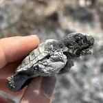Sahilde 699 bin liralık cezaya rağmen ateş yaktılar, caretta yavrusu öldü