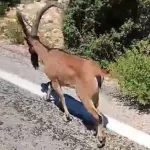 Mersin Erdemli’de dağ keçisi şaşkınlığı! Sürücüler yolu kapattı