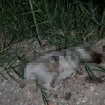 Manavgat'ta yavru köpek vahşeti!