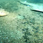 Çıralı’da deniz altı balık mezarlığına döndü