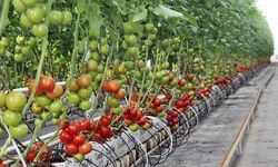 Antalya, topraksız örtü altı tarımda ilk sırada