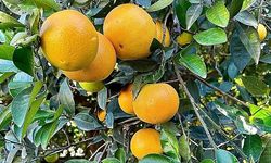 Dünyanın en iyi portakalı bu şirin ilçede yetişiyor