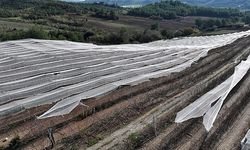 Tarımsal üretime 'yeşil destek': Güneş ışığından verim elde edildi