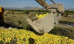 Tonlarca limon dere yatağına döküldü