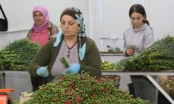 Yılbaşında Türk çiçekleri dünyayı renklendirecek 