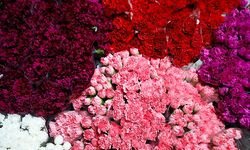 Antalya, çiçek ihracatında bu yıl 160 milyon dolar hedefliyor