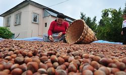 Fındık üreticileri bu habere dikkat!