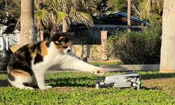 Kedinin dron ile imtihanı